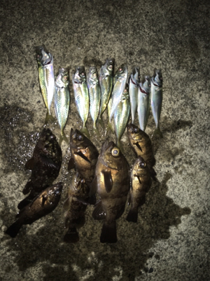 元旦からメバリングアジング