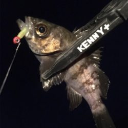 今年はガシラでスタート