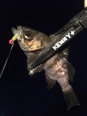 今年はガシラでスタート