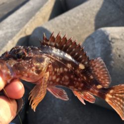 水軒テトラで安定感のガッシー