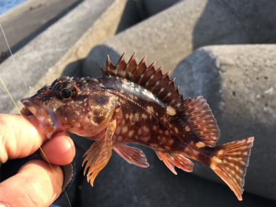 水軒テトラで安定感のガッシー