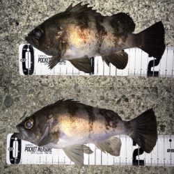 初釣りメバリング