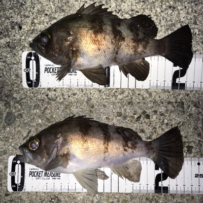 初釣りメバリング