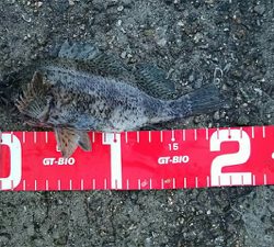 コブダイ釣りと五目釣り