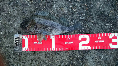 コブダイ釣りと五目釣り