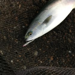 デイシーバス狙いが