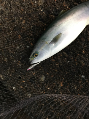 デイシーバス狙いが