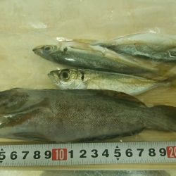 貝塚人工　カレイ狙い