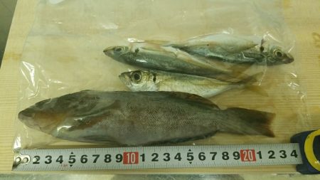 貝塚人工　カレイ狙い