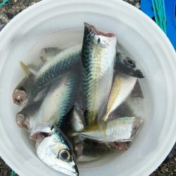 2018年1月4日釣行(釣り初め)in野北漁港