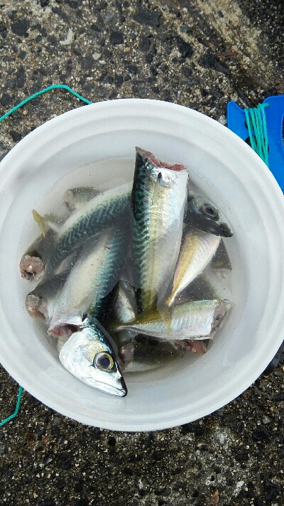 2018年1月4日釣行(釣り初め)in野北漁港