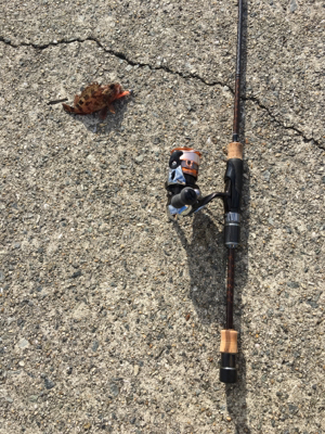 青物厳しいですねー