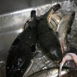 久しぶりの釣り堀