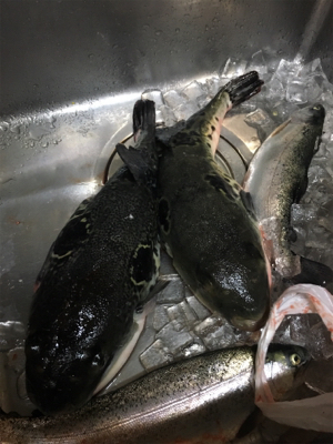 久しぶりの釣り堀