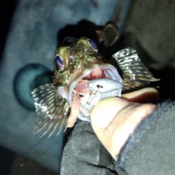 エサ釣りガシラ