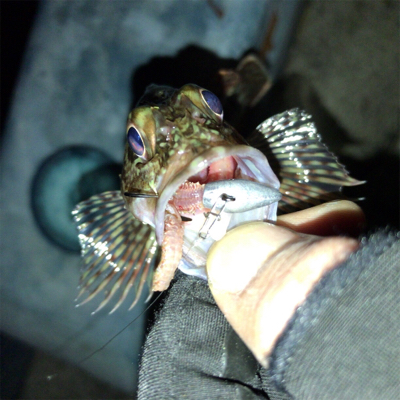 エサ釣りガシラ