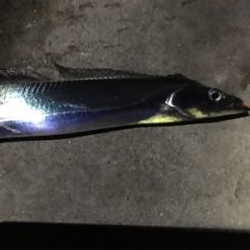 まさかのタチさん!!