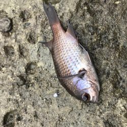 磯ライトゲーム