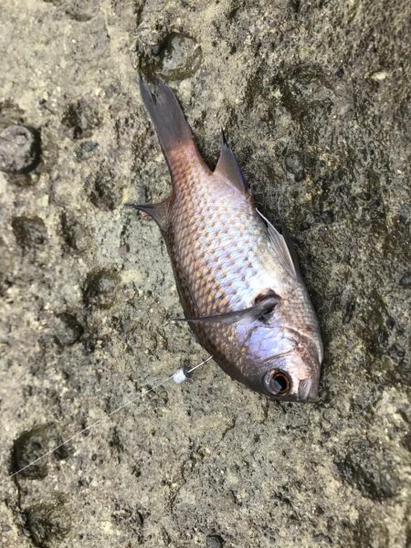 磯ライトゲーム