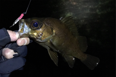 サーフメバリングにどっぷり！