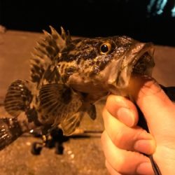 ベイトフィネス