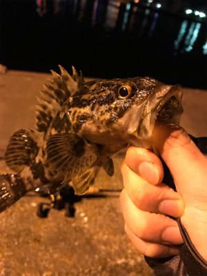 ベイトフィネス