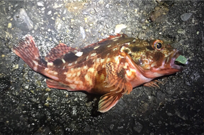 メバルは何処へ？