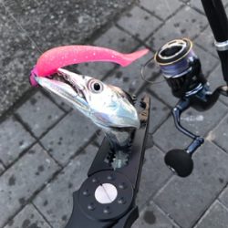 初フィッシュは…