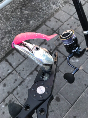 初フィッシュは…