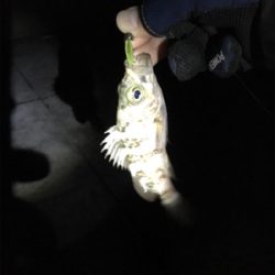 メバルぽつぽつ