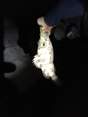 メバルぽつぽつ