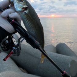 アジング(釣行 其の弐)