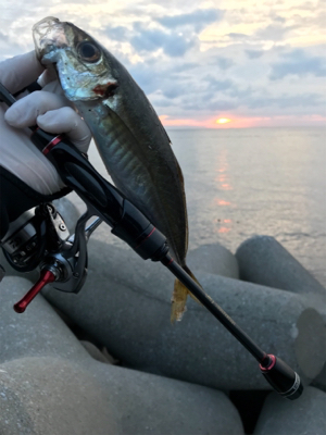 アジング(釣行 其の弐)