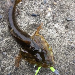 朝まづめライトゲーム