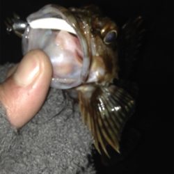 垂水漁港でガシリング！