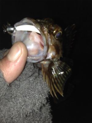 垂水漁港でガシリング！