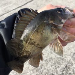 デイゲーム、メバリング