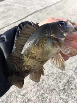 デイゲーム、メバリング