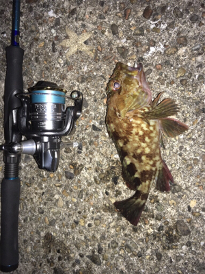 ナイトゲーム☆メバリング釣行♪