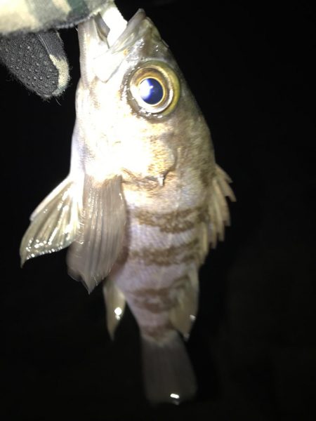 新年初フィッシュ