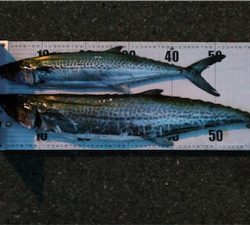 ムコイチ サワラ狙い