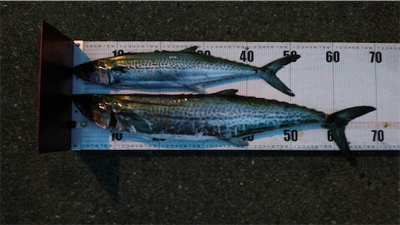 ムコイチ サワラ狙い