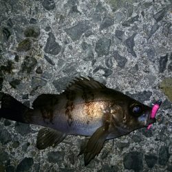 癒しのロックフィッシュ