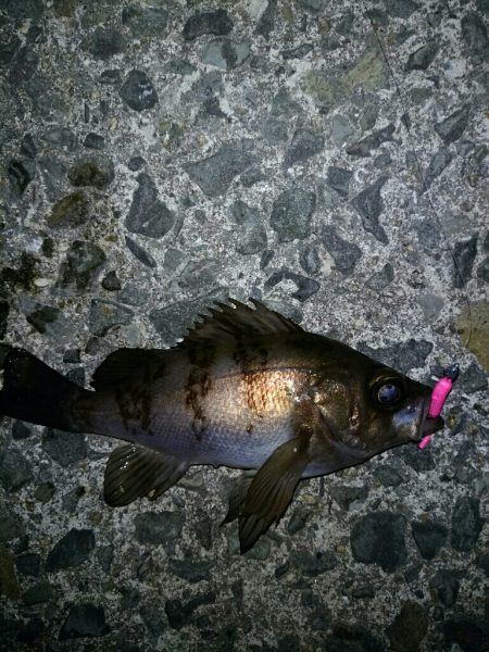 癒しのロックフィッシュ