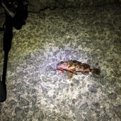 メバルシーズン到来⁉︎