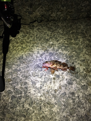 メバルシーズン到来⁉︎