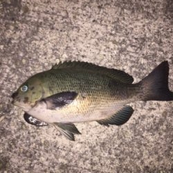 アオイソメ流し釣り