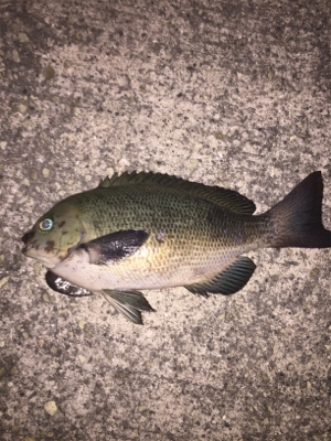 アオイソメ流し釣り