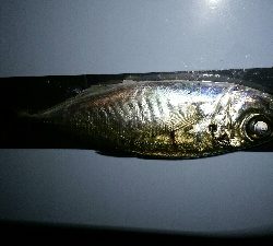 本年度初アジング