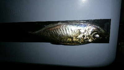 本年度初アジング